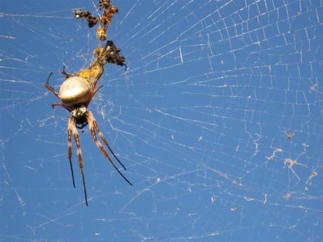 The large Golden Orb spider lying in wait for the unsuspecting victim.