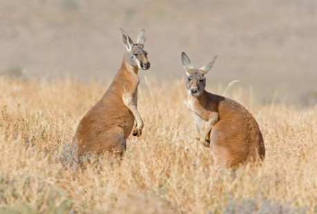 Red Kangaroos at Kilcowera Station, Outback Queensland.