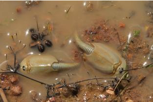 Triops australiensis appear in our swamps and claypans after suitable rain.
